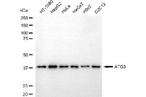 Western blotting analysis using ATG3 antibody (ABIN7797672).