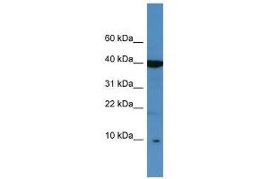 SPINK6 antibody used at 0. (SPINK6 抗体  (Middle Region))