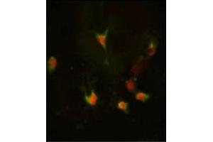 Image no. 3 for anti-Frizzled Family Receptor 1 (Fzd1) (AA 374-404), (Middle Region) antibody (ABIN357911)