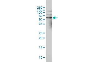 NCOA4 monoclonal antibody (M02), clone 1A2 Western Blot analysis of NCOA4 expression in Hela S3 NE . (NCOA4 抗体  (AA 505-614))