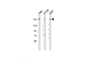 Western Blot at 1:1000-1:2000 dilution Lane 1: Hela whole cell lysate Lane 2: HT-29 whole cell lysate Lane 3: WiDr whole cell lysate Lysates/proteins at 20 ug per lane. (PCNXL2 抗体  (AA 467-499))
