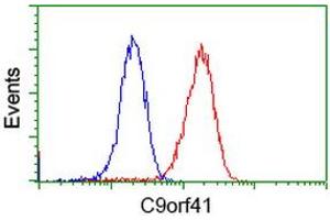 Image no. 3 for anti-Chromosome 9 Open Reading Frame 41 (C9orf41) antibody (ABIN1497061) (C9orf41 抗体)