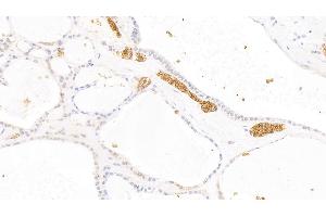 Immunohistochemistry (IHC) image for anti-Glycophorin A (GYPA) (AA 20-91) antibody (ABIN7440662)