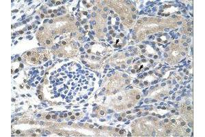 Image no. 1 for anti-Nuclear RNA Export Factor 1 (NXF1) (N-Term) antibody (ABIN203227) (NXF1 抗体  (N-Term))