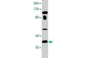 Western blot analysis of TUP1 expression in Mav108 cells with TUP1 monoclonal antibody, clone 10. (HIRA 抗体  (AA 1-200))