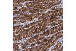 Immunohistochemical staining of human stomach with TIMM9 polyclonal antibody  shows strong cytoplasmic positivity in glandular cells at 1:10-1:20 dilution. (TIMM9 抗体)