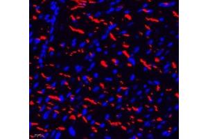 Immunofluorescence (Paraffin-embedded Sections) (IF (p)) image for anti-threonine Synthase-Like 2 (THNSL2) antibody (ABIN7075893)