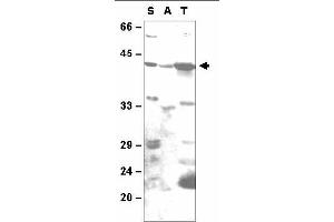 anti-Cyclophilin AtCYP38 antibody