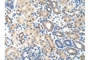 EIF2S1 antibody was used for immunohistochemistry at a concentration of 4-8 ug/ml to stain Epithelial cells of renal tubule (arrows) in Human Kidney.