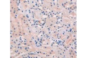 IHC-P analysis of Mouse Tissue, with DAB staining. (ESM1 抗体  (AA 22-184))