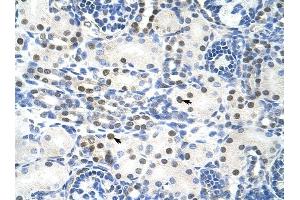TROVE2 antibody was used for immunohistochemistry at a concentration of 4-8 ug/ml to stain Epithelial cells of renal tubule (arrows) in Human Kidney. (TROVE2 抗体  (N-Term))