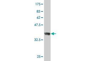 Western Blot detection against Immunogen (36. (RUFY1 抗体  (AA 376-474))