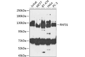 Western blot analysis of extracts of various cell lines, using RNF31 antibody (ABIN6128646, ABIN6147036, ABIN6147038 and ABIN6224248) at 1:1000 dilution. (RNF31 抗体  (AA 500-700))