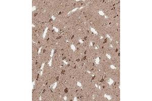 Immunohistochemical analysis of A on paraffin-embedded Human brain tissue. (QKI 抗体  (N-Term))
