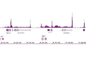 RNA pol II CTD Ser2ph / Ser5ph antibody (mAb) (Clone 1A12G10) tested by ChIP-Seq. (RNA Pol II CTD Ser2ph / Ser5ph (pSer2), (pSer5) 抗体)