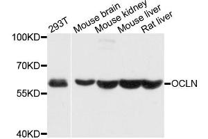 Western blot analysis of extracts of various cell lines, using OCLN antibody. (Occludin 抗体  (AA 263-522))