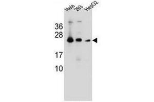 MESDC2 Antibody (C-term) western blot analysis in Hela,293,HepG2 cell line lysates (35µg/lane). (MESDC2 抗体  (C-Term))