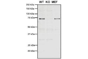 Western Blot analysis of Human, Mouse A549, MEF showing detection of VPS35 protein using Mouse Anti-VPS35 Monoclonal Antibody, Clone 11H10 (ABIN6933016). (VPS35 抗体  (Biotin))