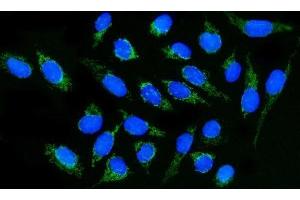 IF analysis of DLGAP1 using anti-DLGAP1 antibody (ABIN7600257). (DLGAP1 抗体  (AA 17-319))