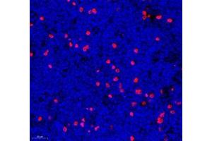 Immunofluorescence of paraffin embedded mouse lymph node using mcp5 (ABIN7073445) at dilution of 1:600 (500x lens) (Ccl12 抗体)