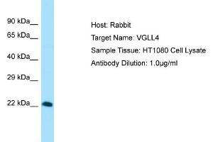 Host: Rabbit Target Name: VGLL4 Sample Tissue: Human HT1080 Whole Cell Antibody Dilution: 1ug/ml (VGLL4 抗体  (Middle Region))