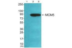 Western blot analysis of extracts from HeLa cells (Lane 2), A549 cells (Lane 3) and cells (Lane 4), using MCM5 antiobdy. (MCM5 抗体)