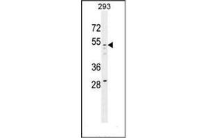 Western blot analysis of GOG8A Antibody (N-term) in 293 cell line lysates (35ug/lane). (GOLGA8A 抗体  (N-Term))