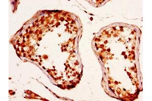 IHC image of ABIN7167660 diluted at 1:290 and staining in paraffin-embedded human testis tissue performed on a Leica BondTM system. (RXFP2 抗体  (AA 33-158))