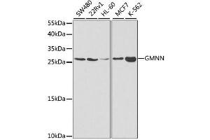 Western blot analysis of extracts of various cell lines, using GMNN antibody. (Geminin 抗体  (AA 1-209))