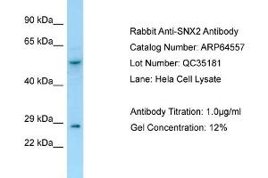 Western Blotting (WB) image for anti-Sorting Nexin 2 (SNX2) (C-Term) antibody (ABIN2789876) (Sorting Nexin 2 抗体  (C-Term))