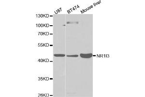 Western blot analysis of extracts of various cell lines, using NR1I3 antibody (ABIN5971021) at 1/1000 dilution. (NR1I3 抗体)