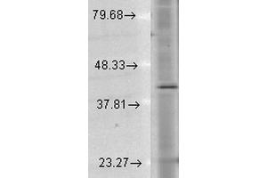 Western Blot analysis of Human Cell lysates showing detection of Rhodopsin protein using Mouse Anti-Rhodopsin Monoclonal Antibody, Clone 1D4 . (Rhodopsin 抗体  (PE))