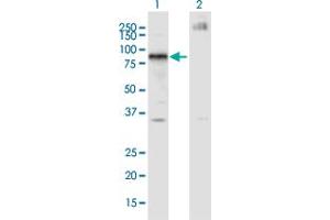 Western Blot analysis of IKZF4 expression in transfected 293T cell line by IKZF4 monoclonal antibody (M01A), clone 4E6. (IKZF4 抗体  (AA 2-108))