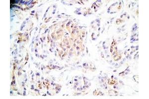 Human pancreas tissue was stained by Rabbit Anti-Maserin (529-568) (Rat) Antibody (Manserin / SgII (AA 529-568) 抗体)
