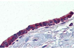 Immunohistochemistry with Human Lung, respiratory epethelium tissue at an Antibody concentration of 5.