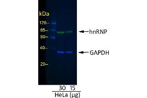 Western Blotting (WB) image for Rabbit anti-Mouse IgG (Heavy & Light Chain) antibody (DyLight 800) - Preadsorbed (ABIN7447082)