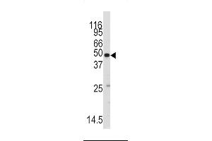 Western blot analysis of anti-RS2 Antibody (C-term) ((ABIN392309 and ABIN2841960)) in mouse testis tissue lysates (35 μg/lane). (MARS 抗体  (C-Term))