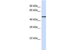 Host:  Rabbit  Target Name:  CDH19  Sample Type:  HepG2 Whole Cell lysates  Antibody Dilution:  1. (CDH19 抗体  (Middle Region))