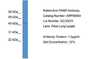 WB Suggested Anti-TXNIP  Antibody Titration: 0. (TXNIP 抗体  (Middle Region))
