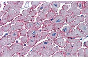 Immunohistochemistry with Human Heart lysate tissue at an antibody concentration of 5. (DCST1 抗体  (C-Term))