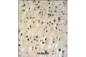 FKBP1B Antibody IHC analysis in formalin fixed and paraffin embedded mouse brain tissue followed by peroxidase conjugation of the secondary antibody and DAB staining. (FKBP1B 抗体  (N-Term))