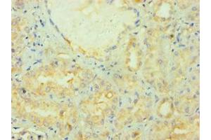 Immunohistochemistry of paraffin-embedded human kidney tissue using ABIN7165066 at dilution of 1:100 (PRMT2 抗体  (AA 1-300))