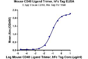 ELISA image for CD40 Ligand (CD40LG) (AA 112-260), (Trimer) protein (Fc Tag) (ABIN7274326)