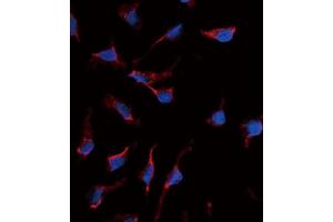 Immunofluorescence (IF) image for anti-KIT Ligand (KITLG) antibody (ABIN2998288) (KIT Ligand 抗体)