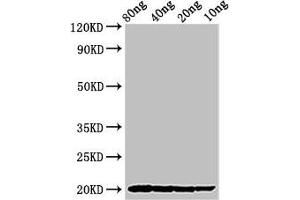 Western Blot Positive WB detected in Recombinant protein All lanes: THI2. (Thionin 2.1 (THI2.1) (AA 27-72) 抗体)