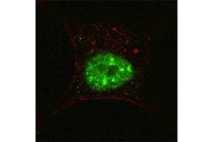 Immunofluorescence (IF) image for anti-Signal Transducer and Activator of Transcription 3 (Acute-Phase Response Factor) (STAT3) (pSer727) antibody (ABIN3032570)