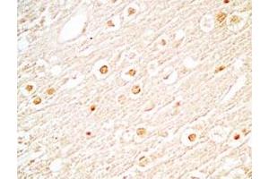 Mouse brain tissue stained by Rabbit Anti-NERP-2 (Human) Antibody (NERP-2 抗体)