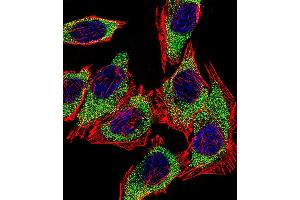Fluorescent confocal image of A549 cell stained with AGR2 Antibody (N-term) (ABIN390226 and ABIN2840703). (AGR2 抗体  (N-Term))