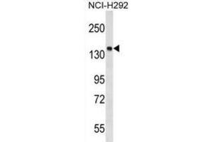 Western Blotting (WB) image for anti-Protein Tyrosine Phosphatase, Non Receptor Type 23 (PTPN23) antibody (ABIN2999442) (PTPN23 抗体)