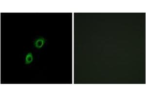 Immunofluorescence analysis of A549 cells, using INSL4 Antibody. (INSL4 抗体  (AA 41-90))